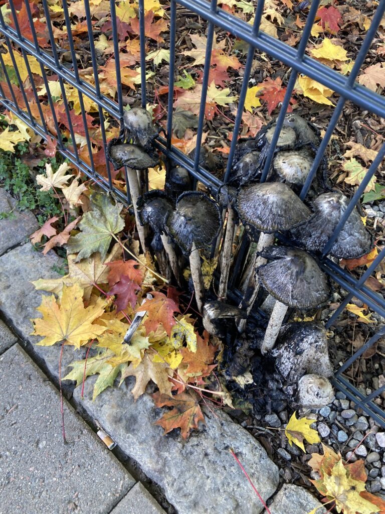 yksinäinen,yksinäisyys,yksinolo