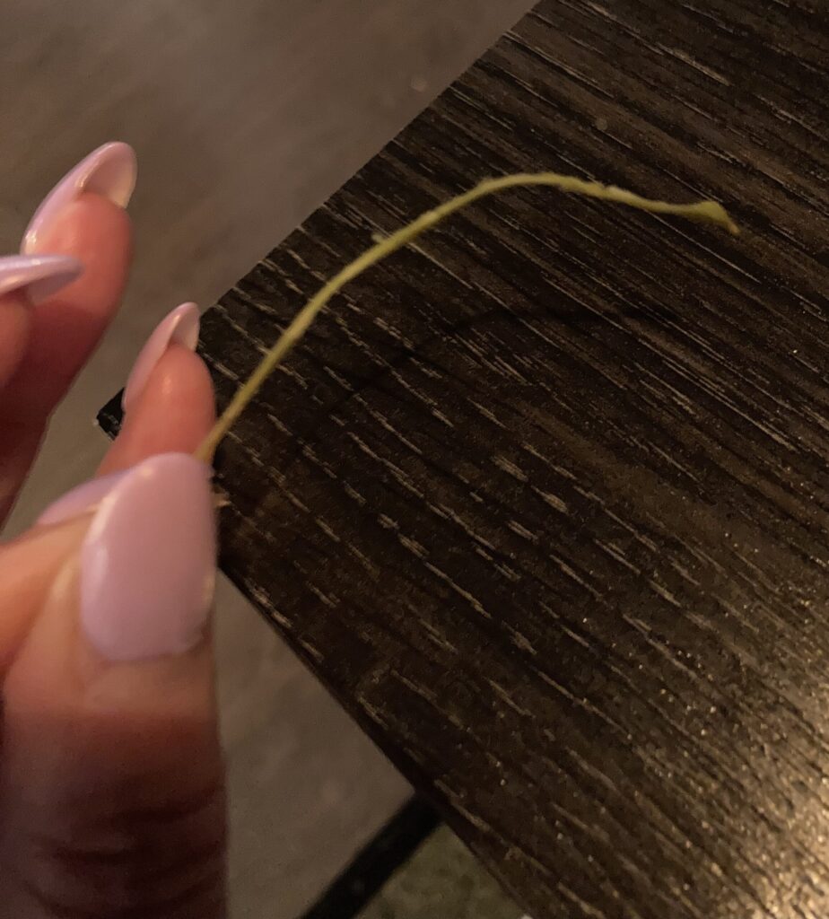 edamame,tapas,mystinen palko