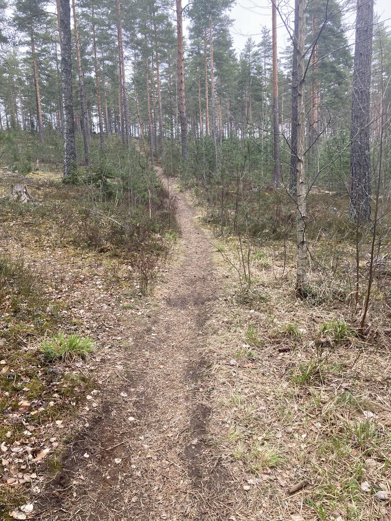 kävelyretki,kyy,ampiainen,käärme,koira